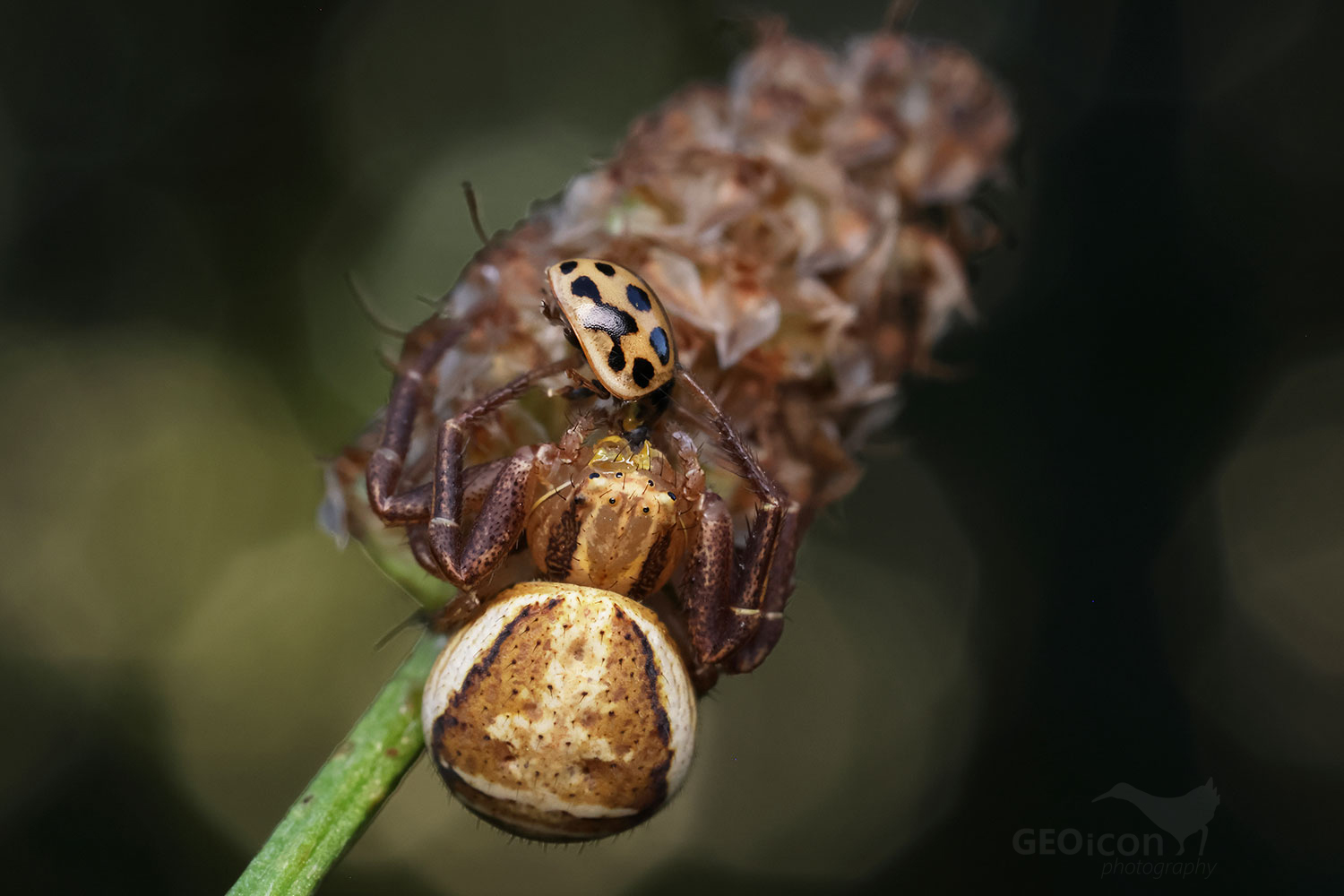 Xysticus ulmi / běžník mokřadní