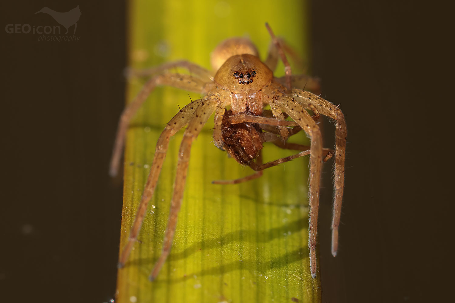Dolomedes plantarius / lovčík mokřadní