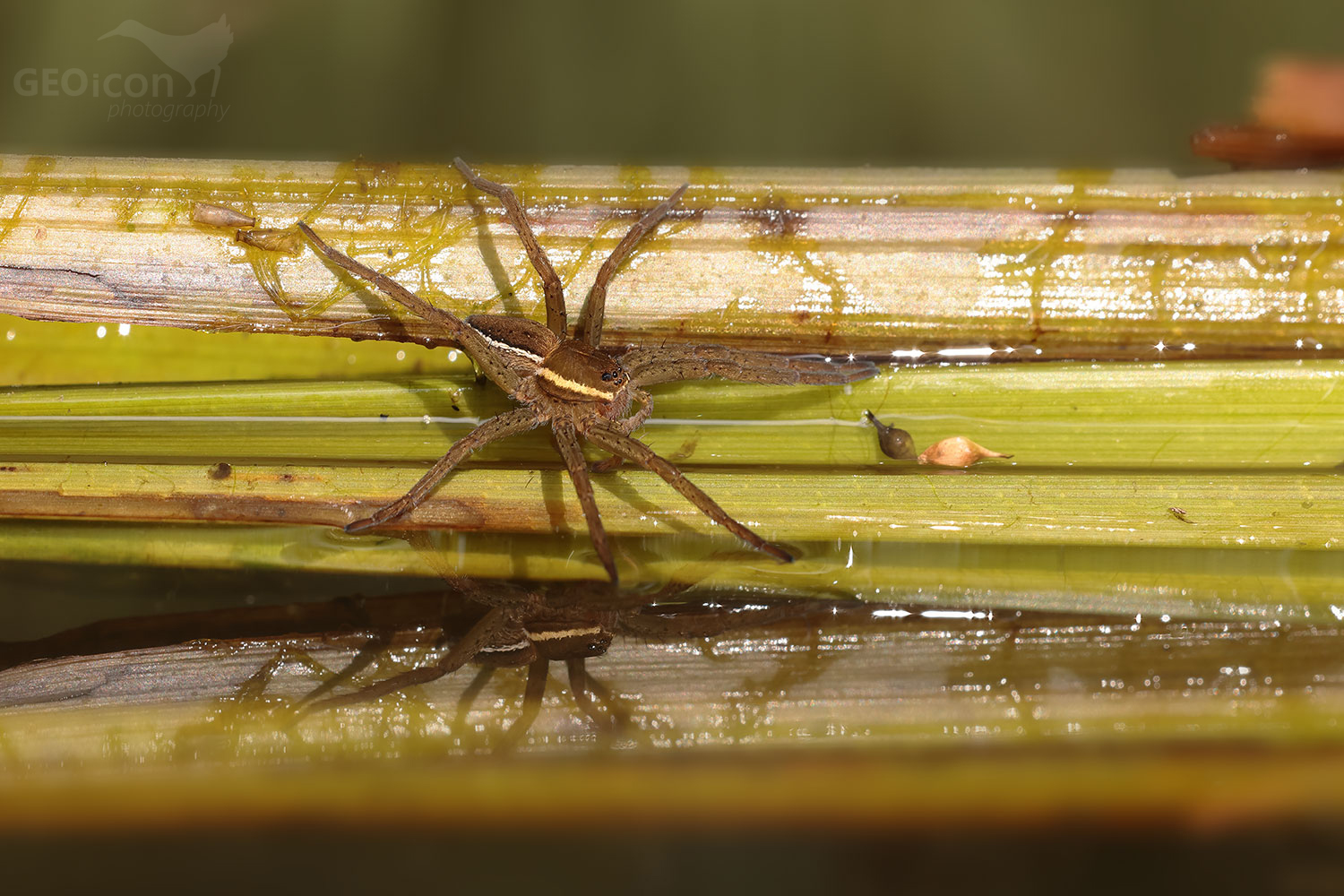 Dolomedes plantarius / lovčík mokřadní