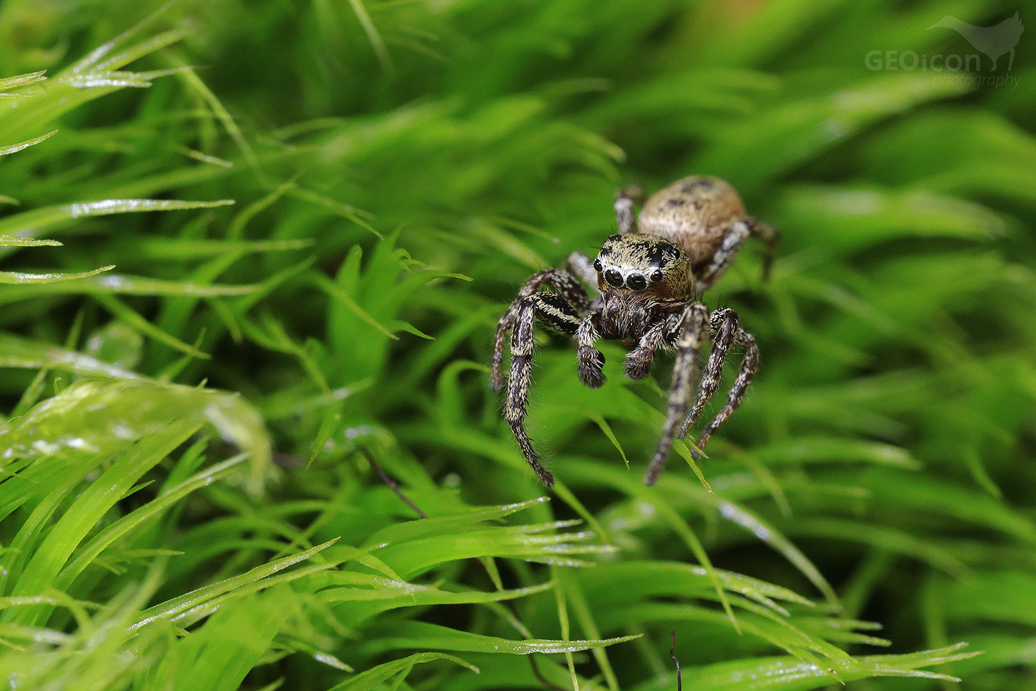 Dendryphantes rudis / skákavka totemová