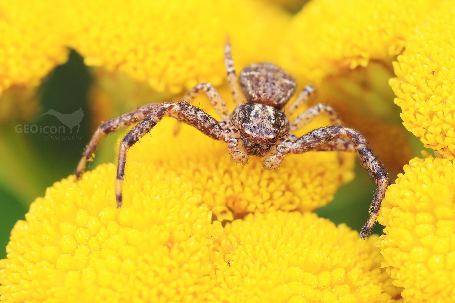 Xysticus sp. - běžník sp.
