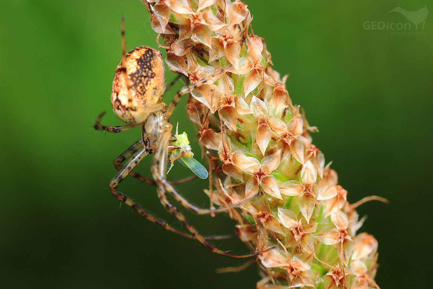 Spider sp. / meta podzimní (Metellina segmentata)