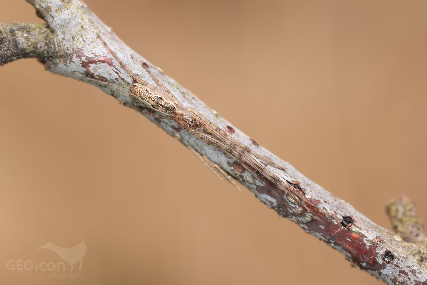 Tetragnatha extensa / čelistnatka rákosní