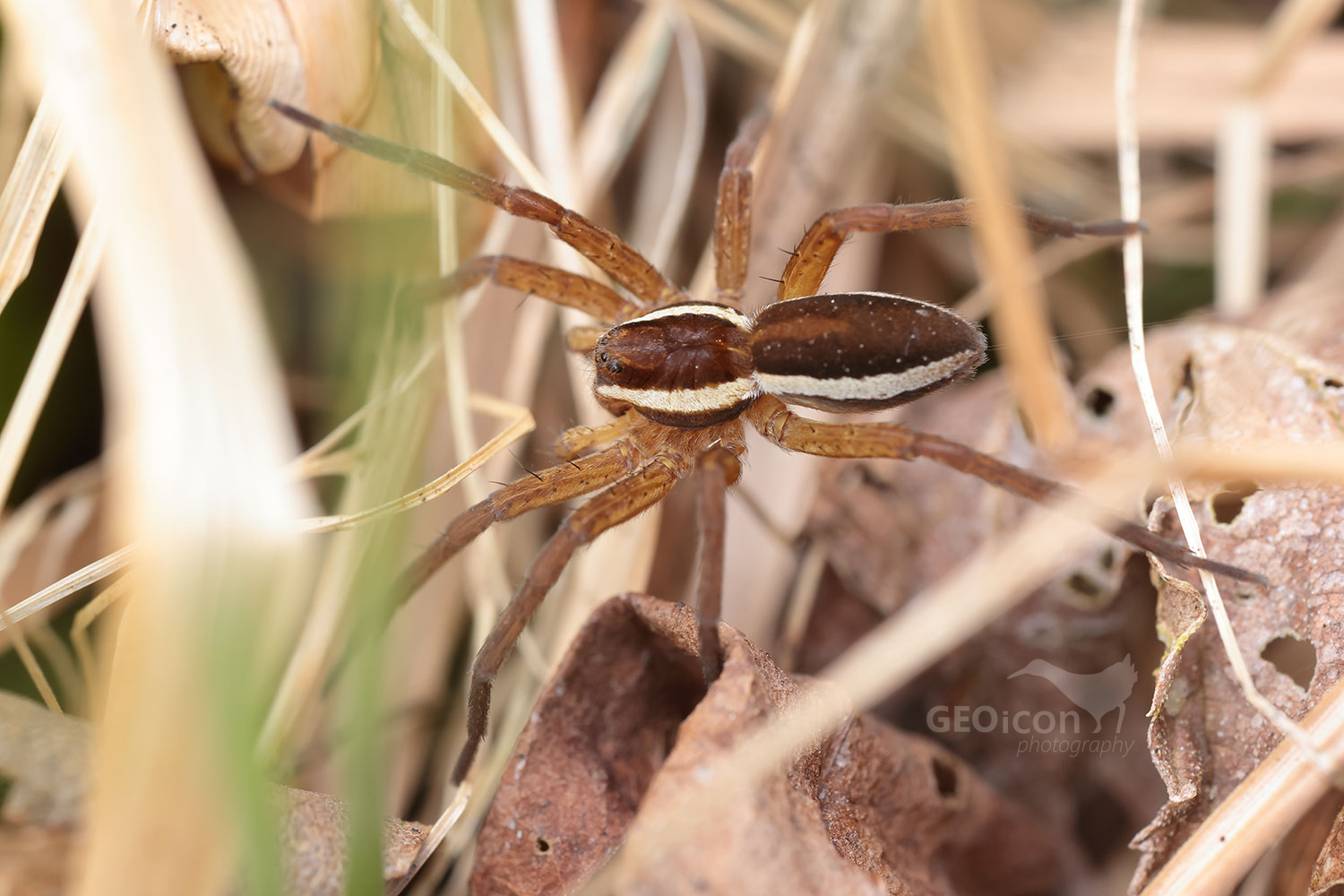 Dolomedes fimbriatus / lovčík vodní
