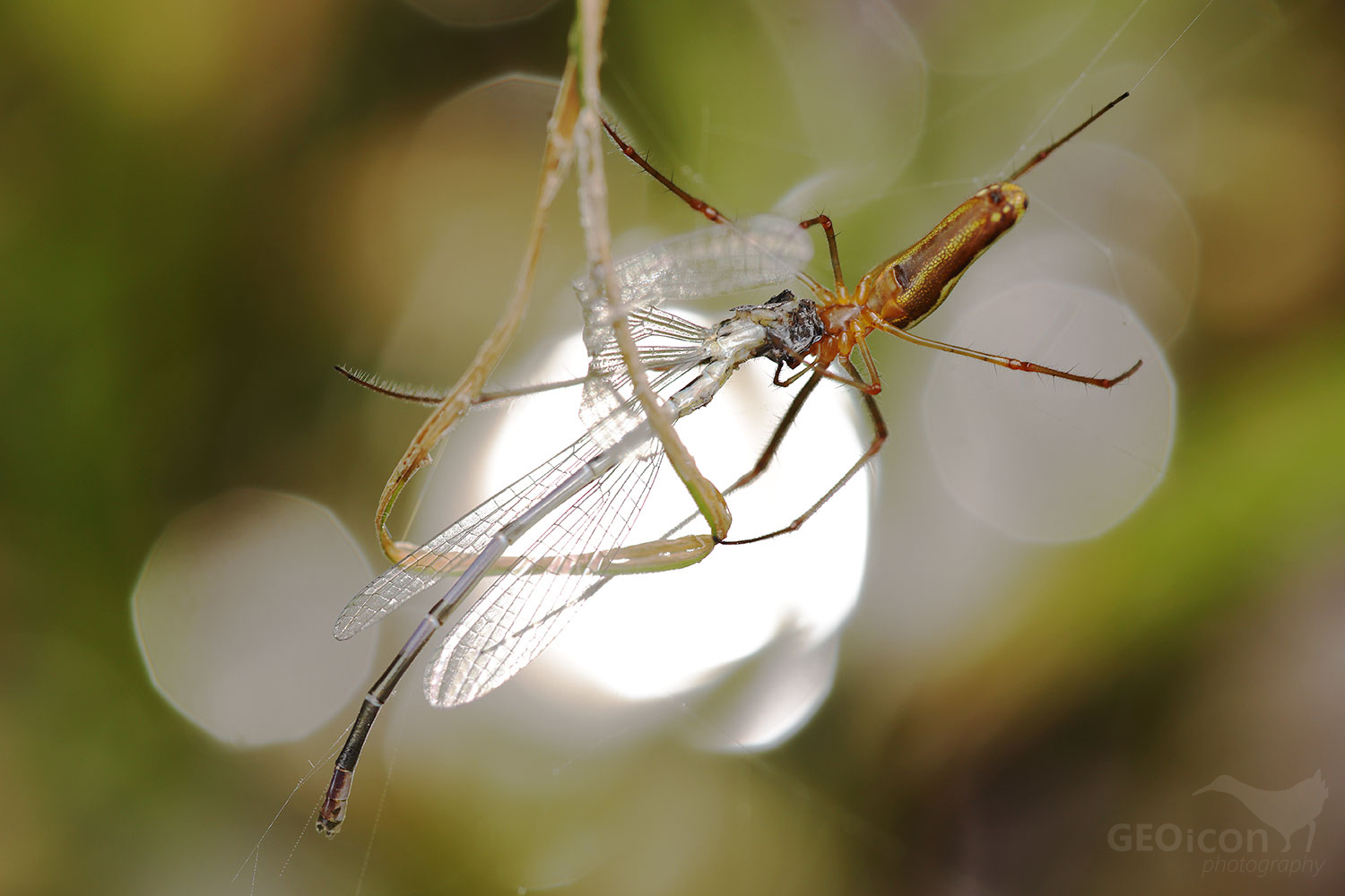 Tetragnatha extensa / čelistnatka rákosní
