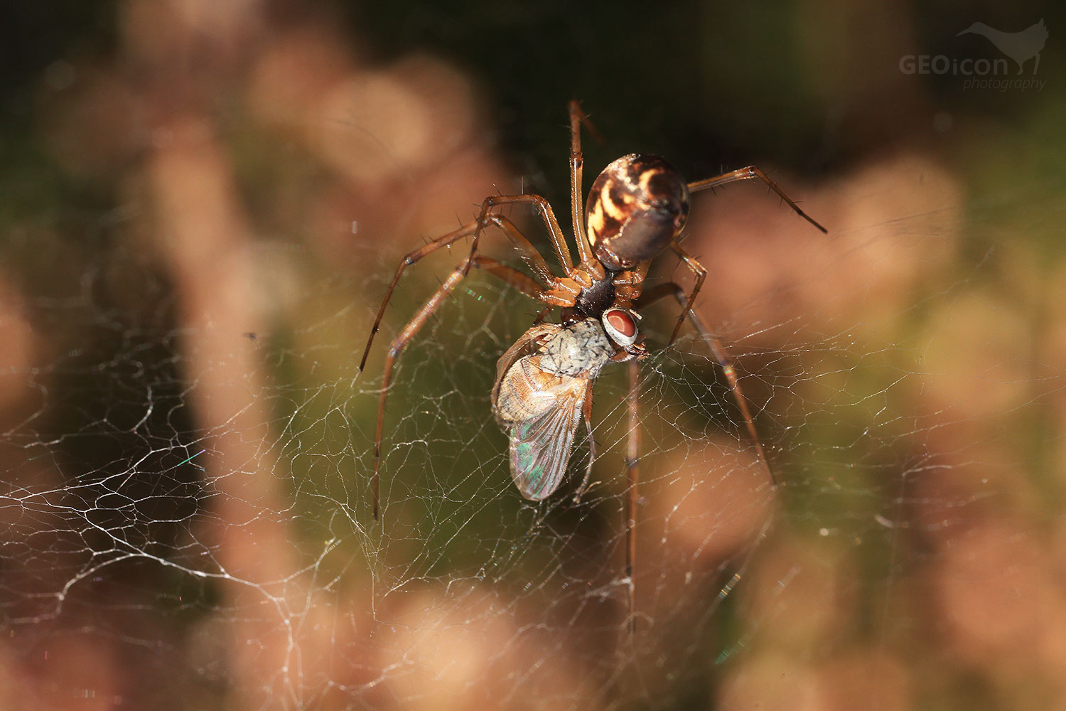 Spider sp. / meta podzimní (Metellina segmentata)