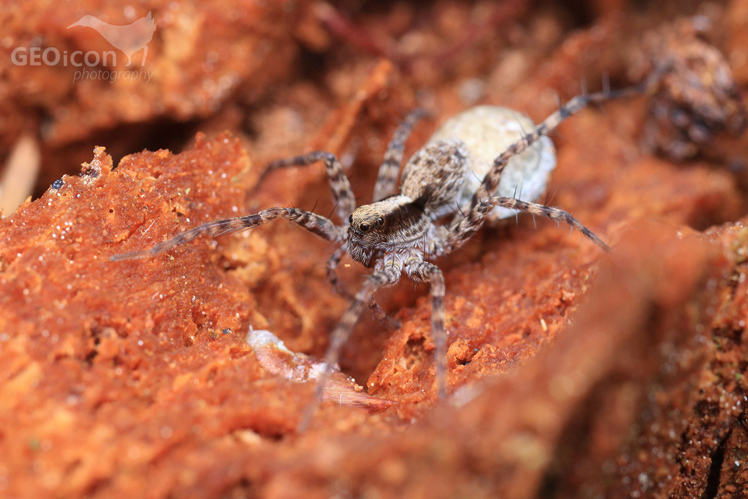 Acantholycosa lignaria / slíďák dřevomilný