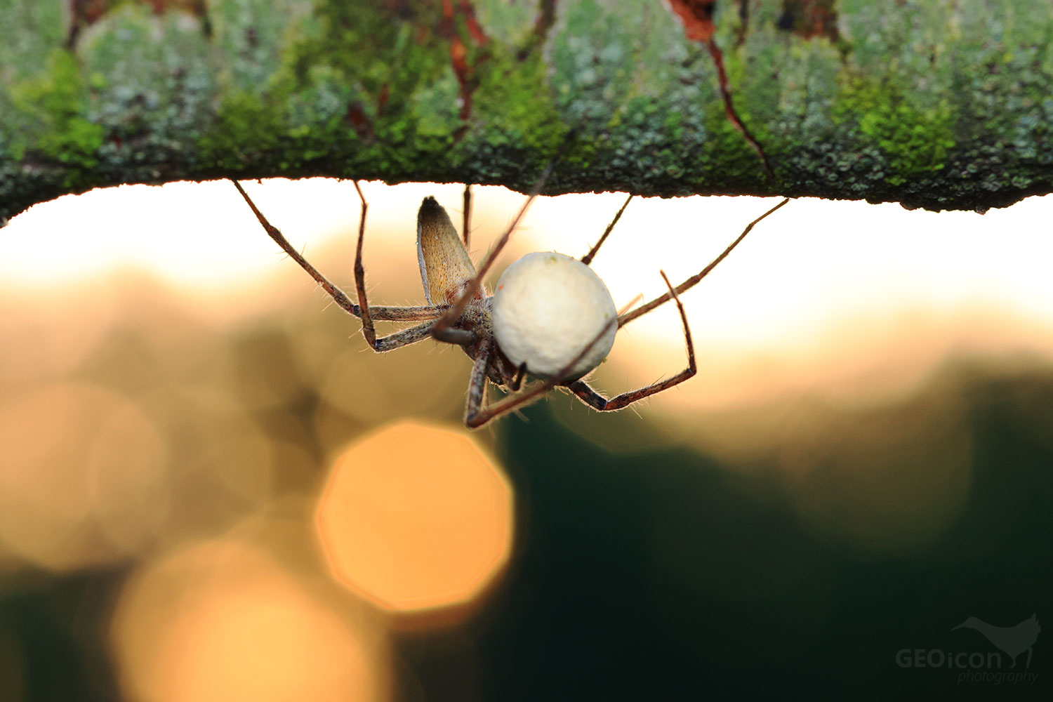 Spider sp. / lovčík hajní (Pisaura mirabilis)