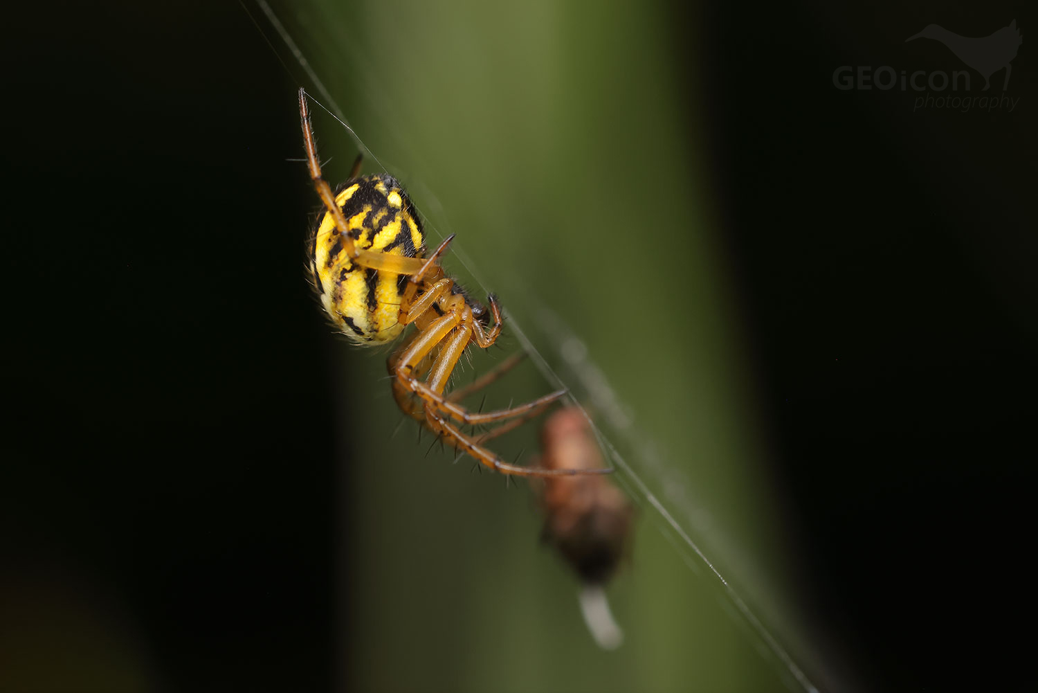 Mangora acalypha / křižák luční