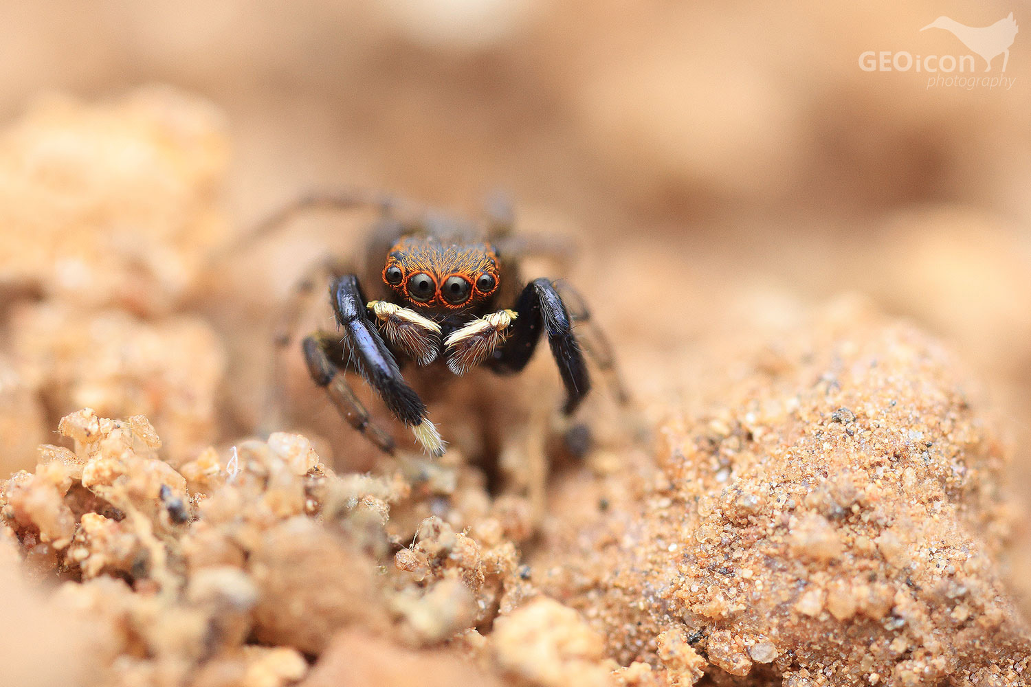 Adanson's house jumper / skákavka skleníková (Hasarius adansoni)