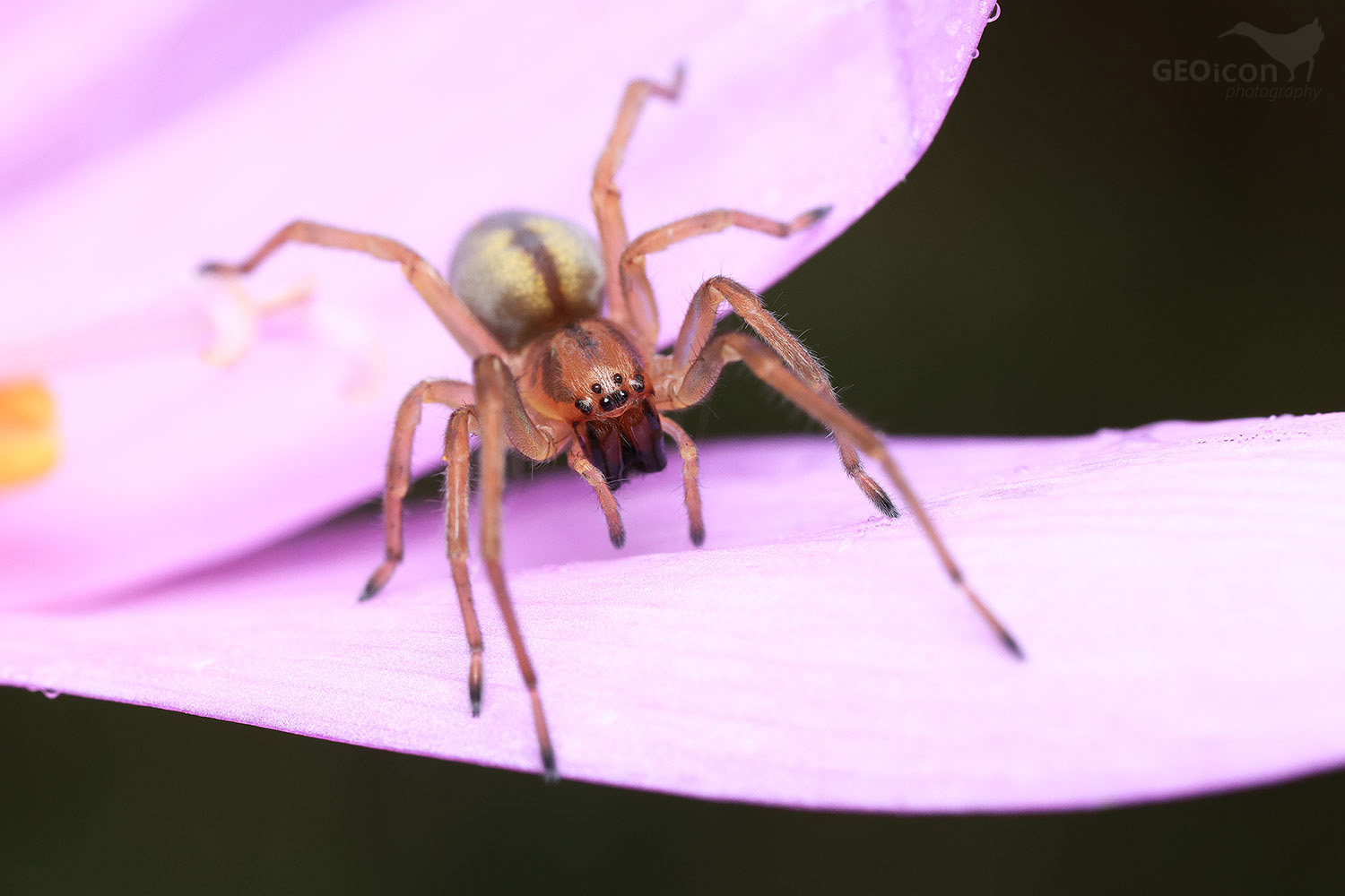 Cheiracanthium erraticum - zápřednice mokřadní