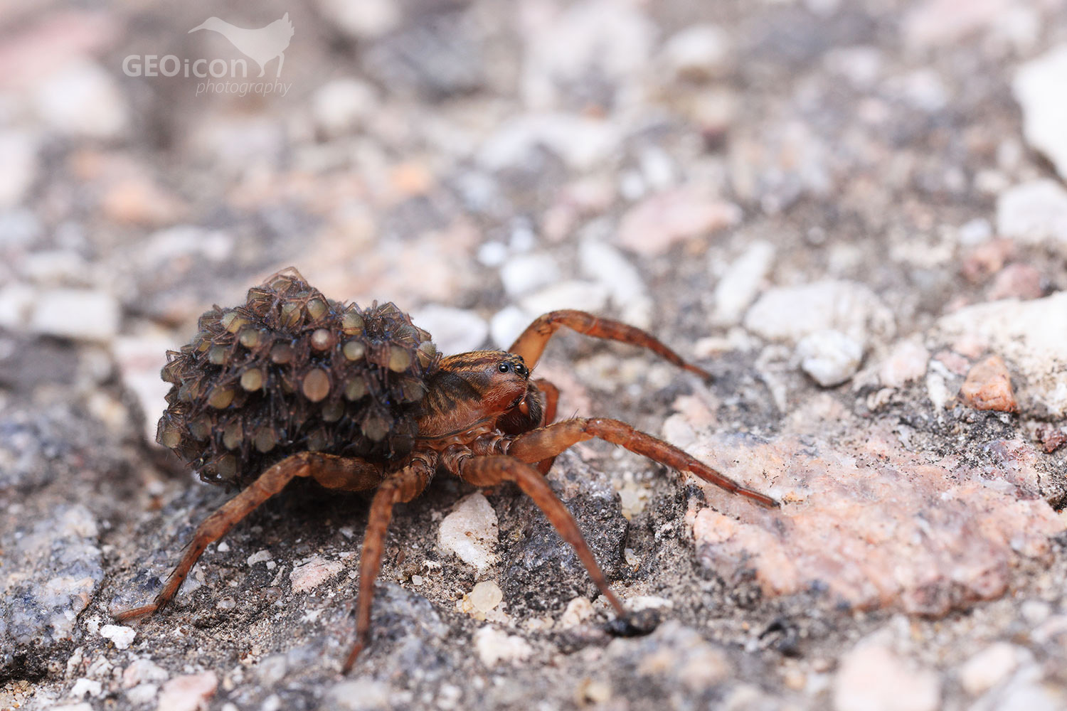 Wolf spider with babies
