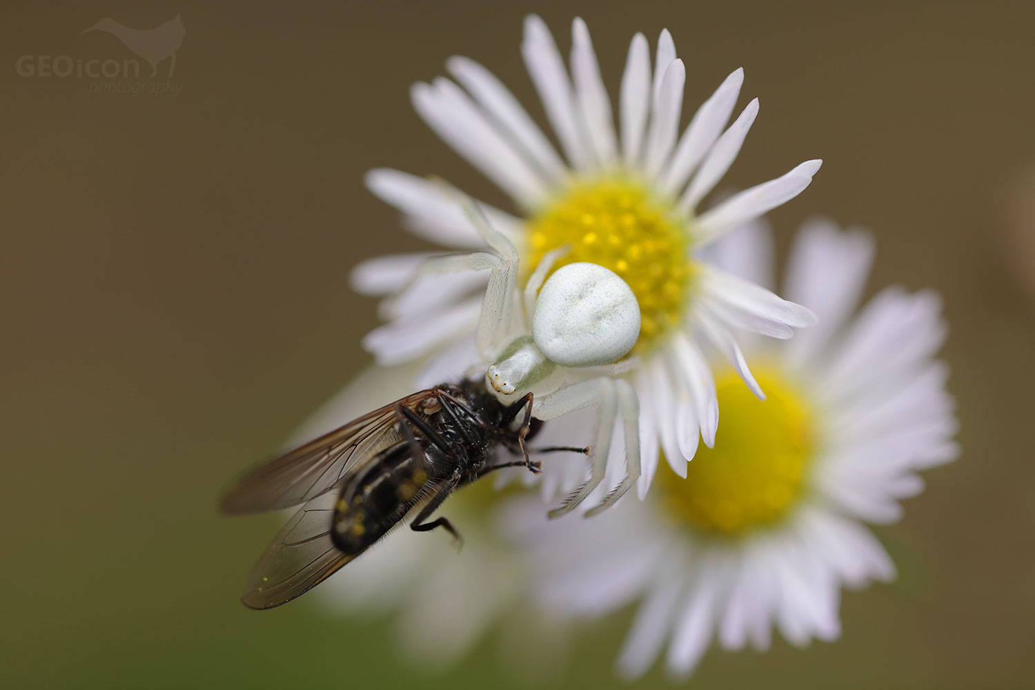Misumena vatia / běžník kopretinový