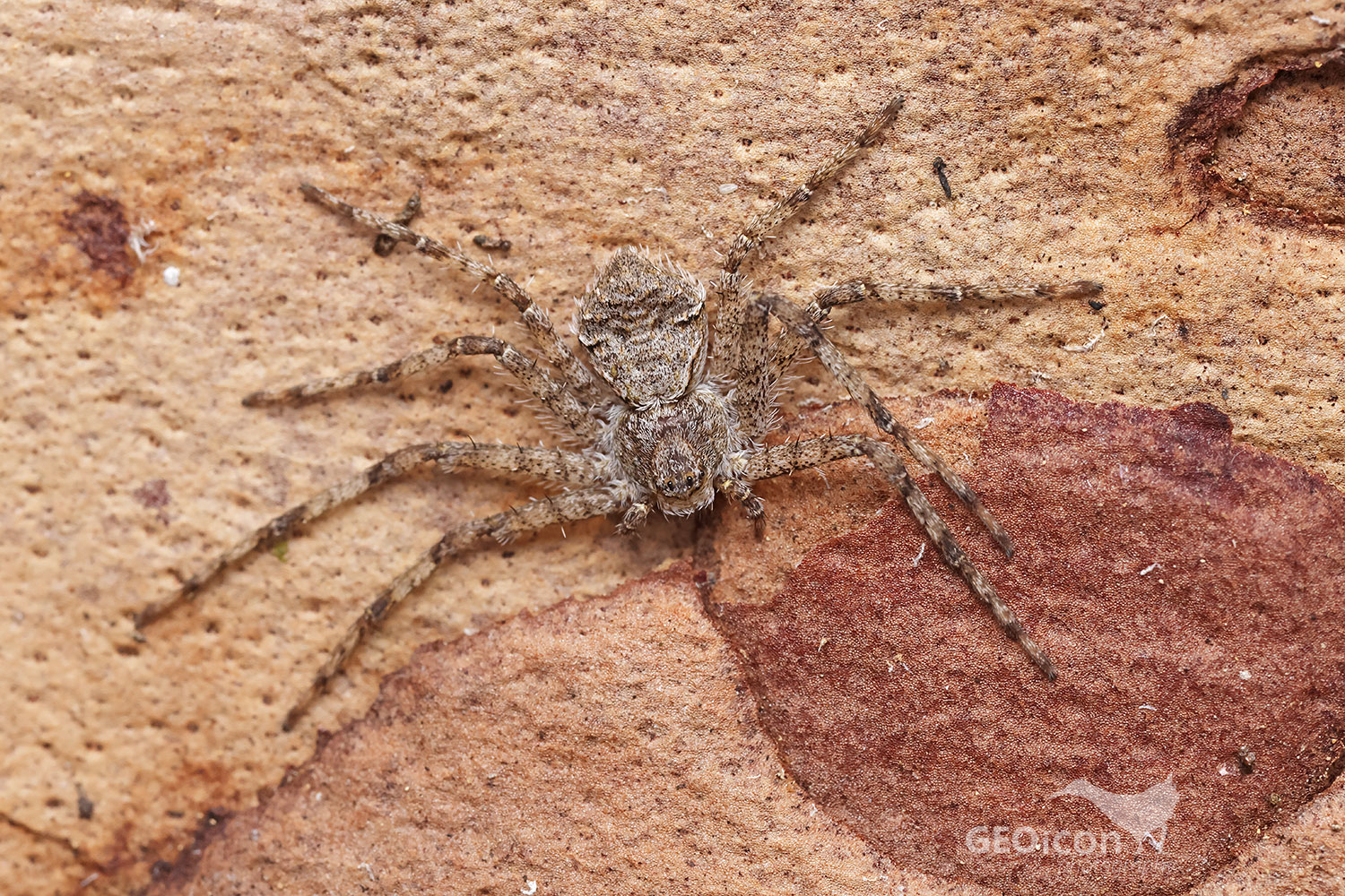 Philodromus margaritatus / listovník plochý