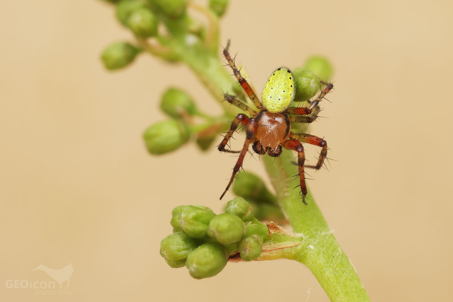 Araniella cf. opisthographa / křižák dubový