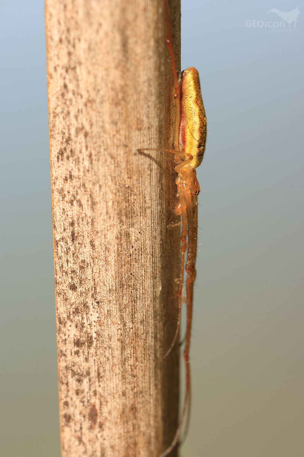 Spider sp. / čelistnatka rákosní (Tetragnatha extensa)