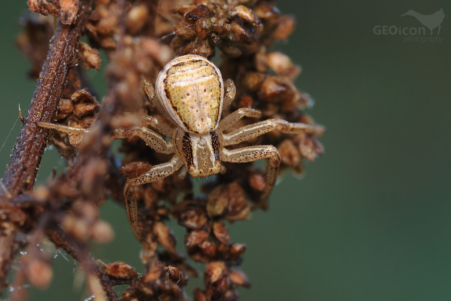 Xysticus bifasciatus - běžník dvoupruhý
