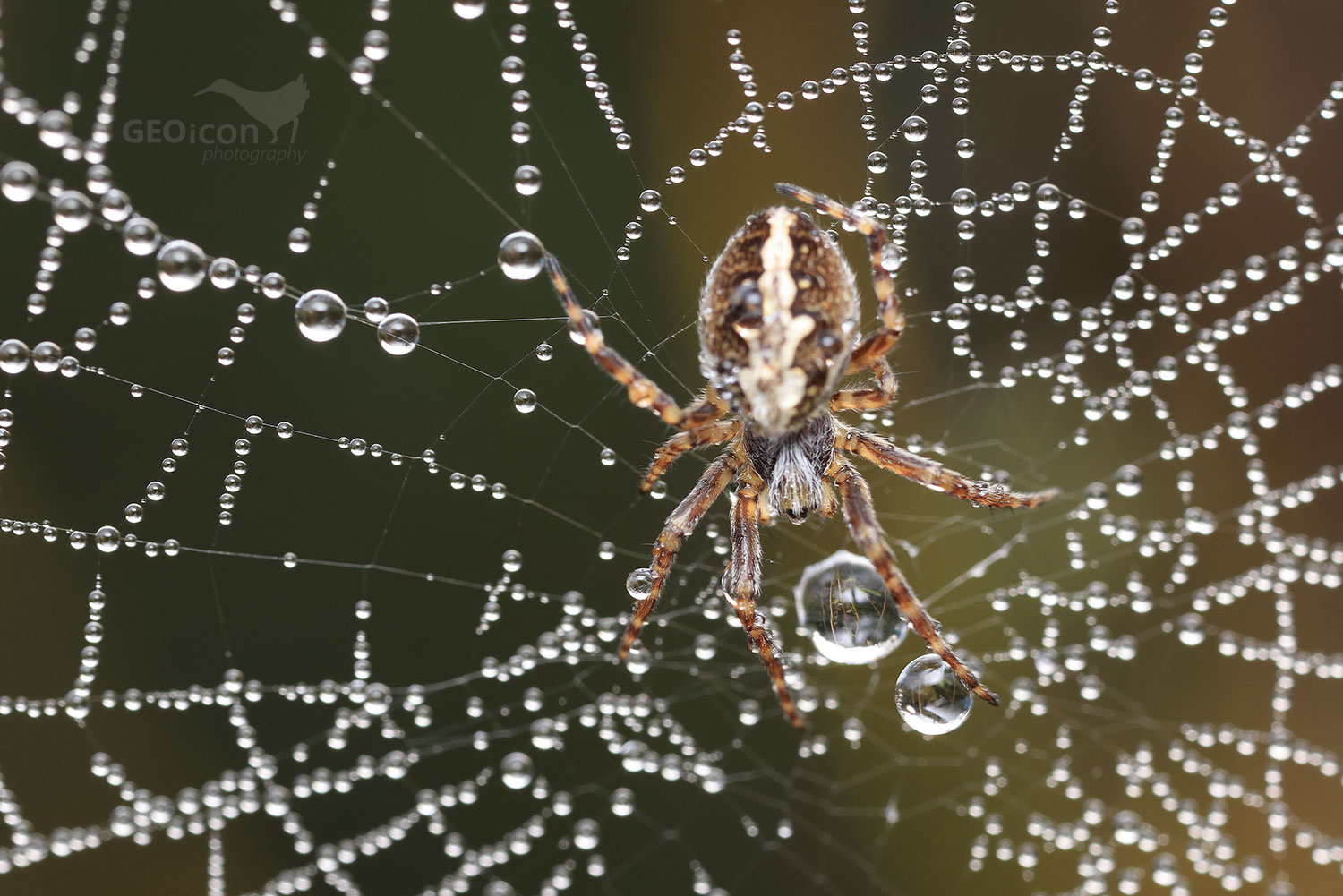 Oak spider / křižák skvostný (Aculepeira ceropegia)
