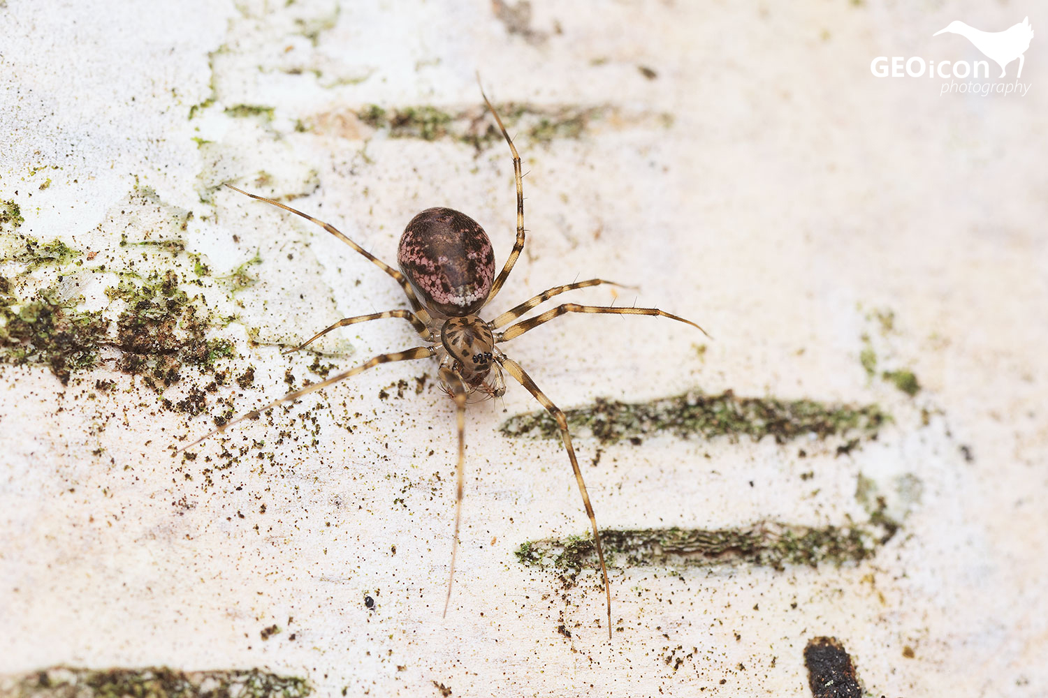 Drapetisca socialis - plachetnatka nákorní