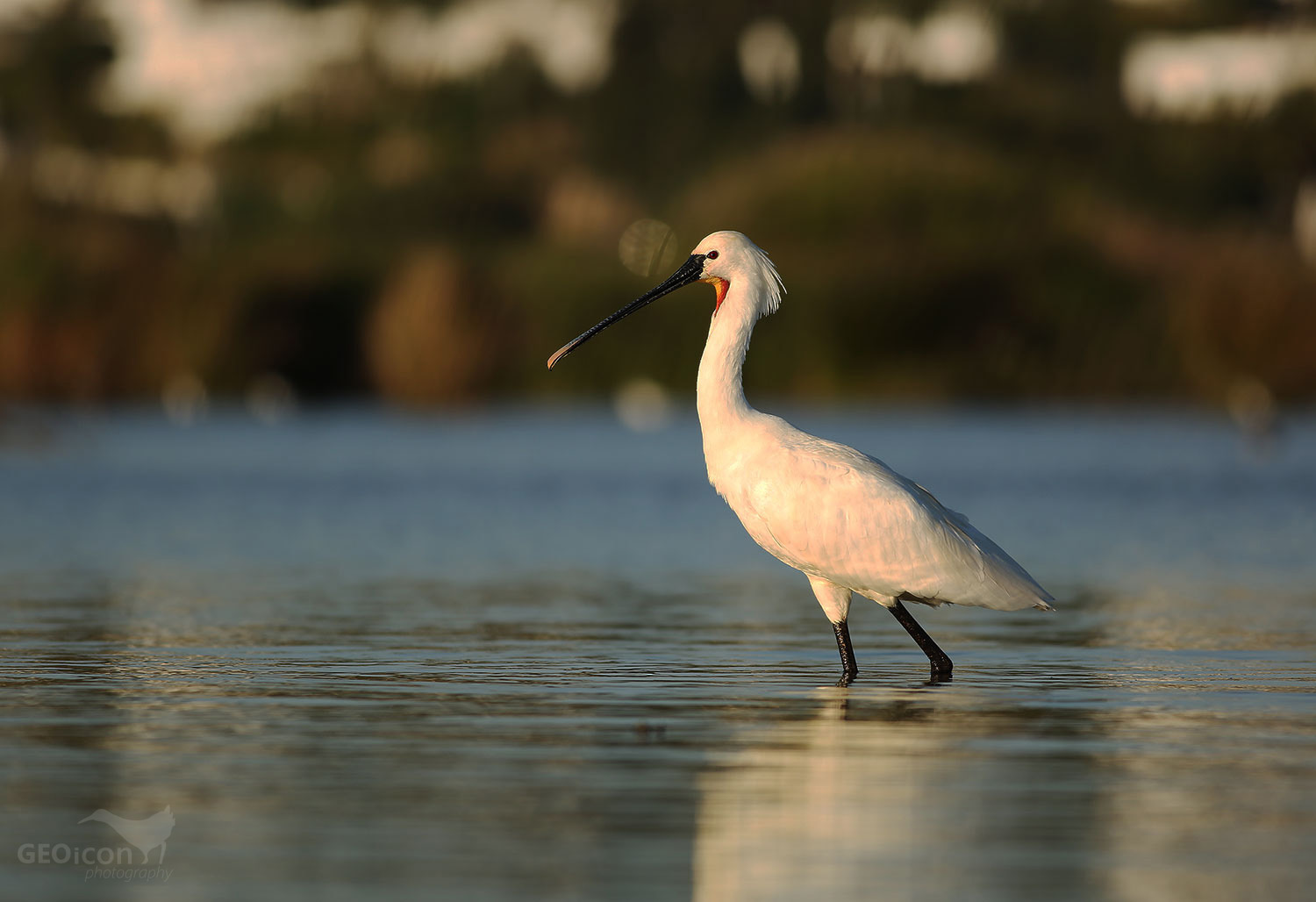 Eurasian spoonbill / kolpík bílý (Platalea leucorodia)