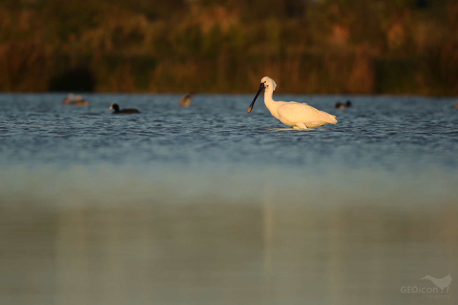 Eurasian spoonbill / kolpík bílý (Platalea leucorodia)