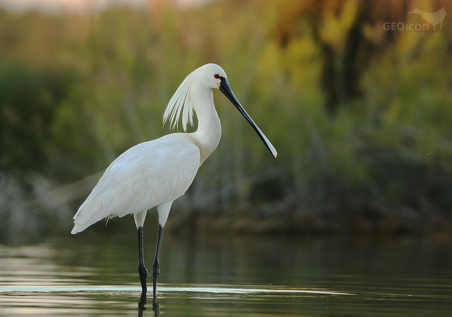 Eurasian spoonbill / kolpík bílý (Platalea leucorodia)