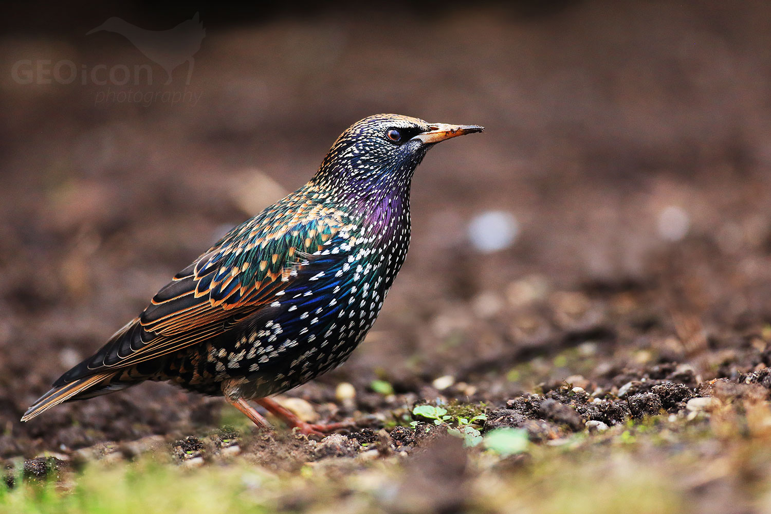 Starling / špaček obecný (Sturnus vulgaris)
