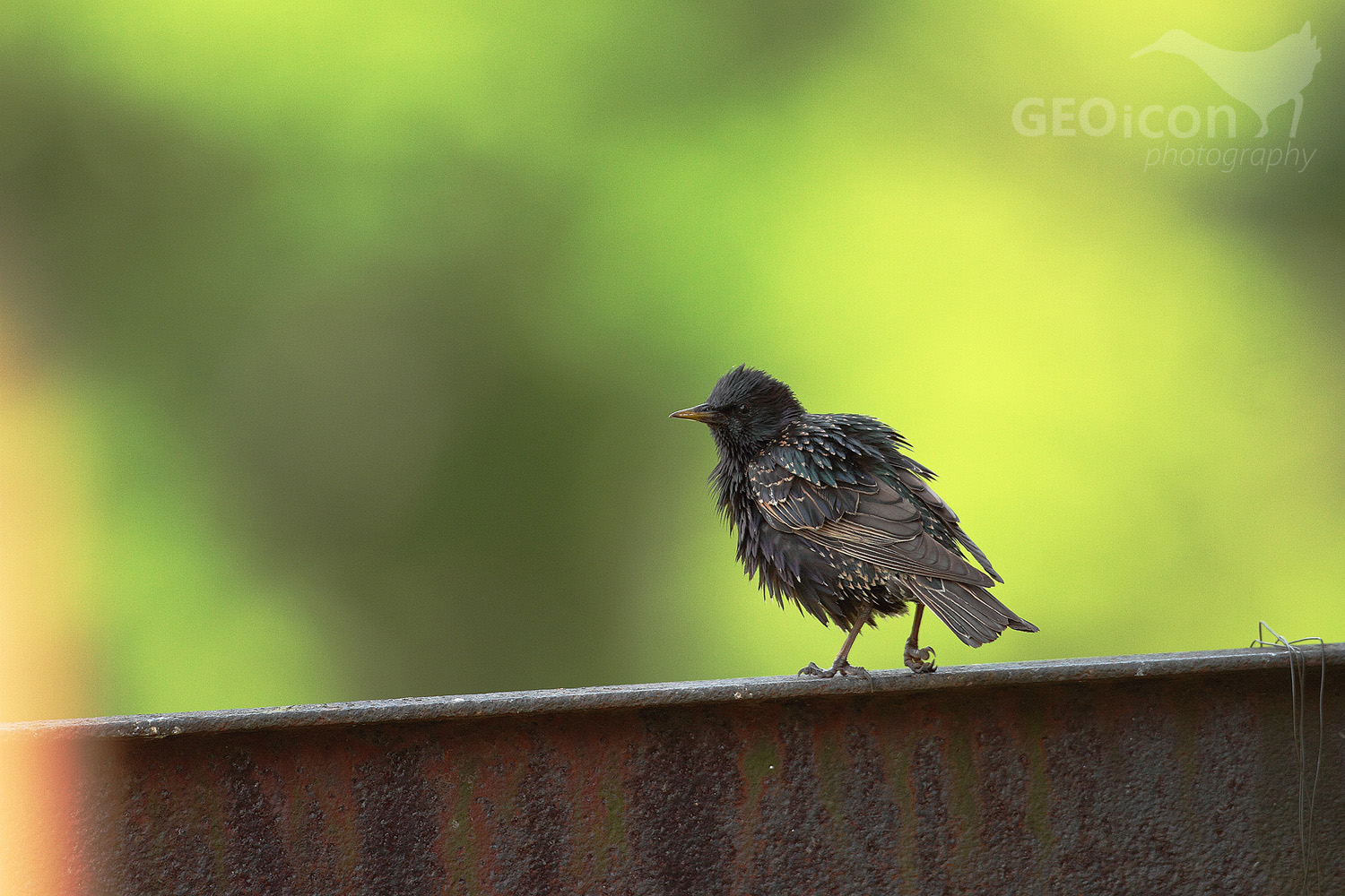 Starling / špaček obecný (Sturnus vulgaris)