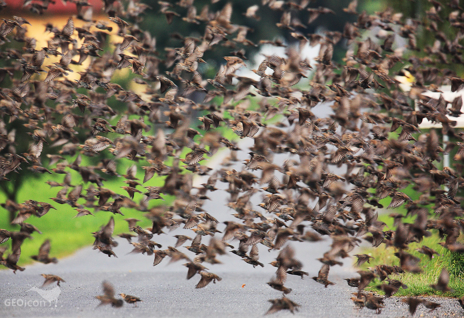 Starling / špaček obecný (Sturnus vulgaris)