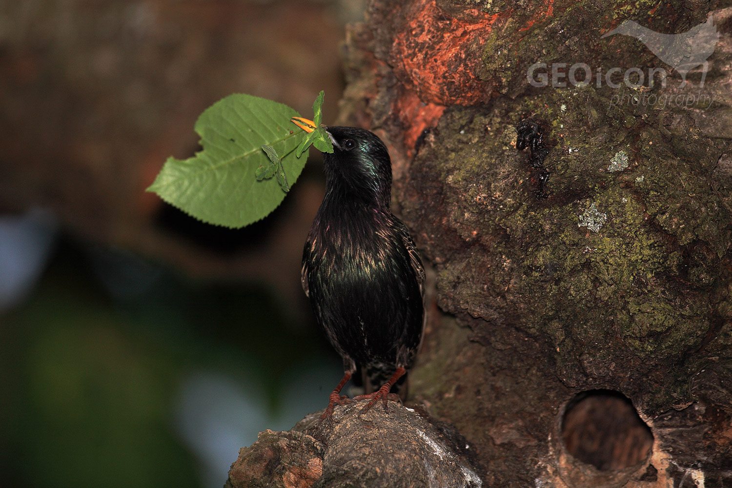 Starling / špaček obecný (Sturnus vulgaris)