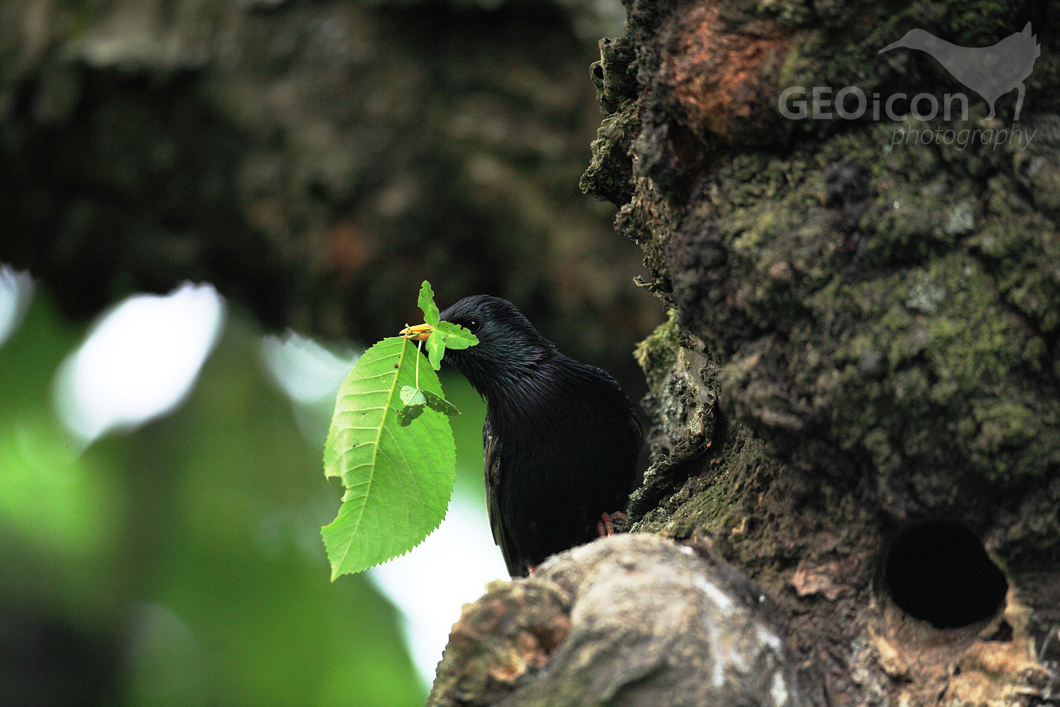 Starling / špaček obecný (Sturnus vulgaris)
