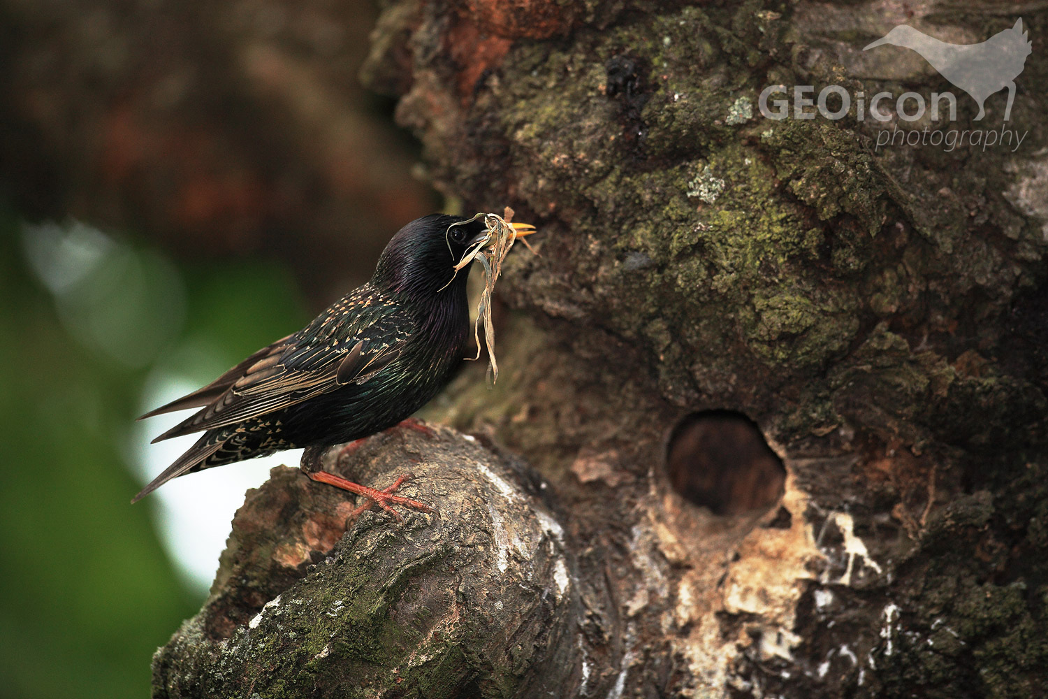 Starling / špaček obecný (Sturnus vulgaris)
