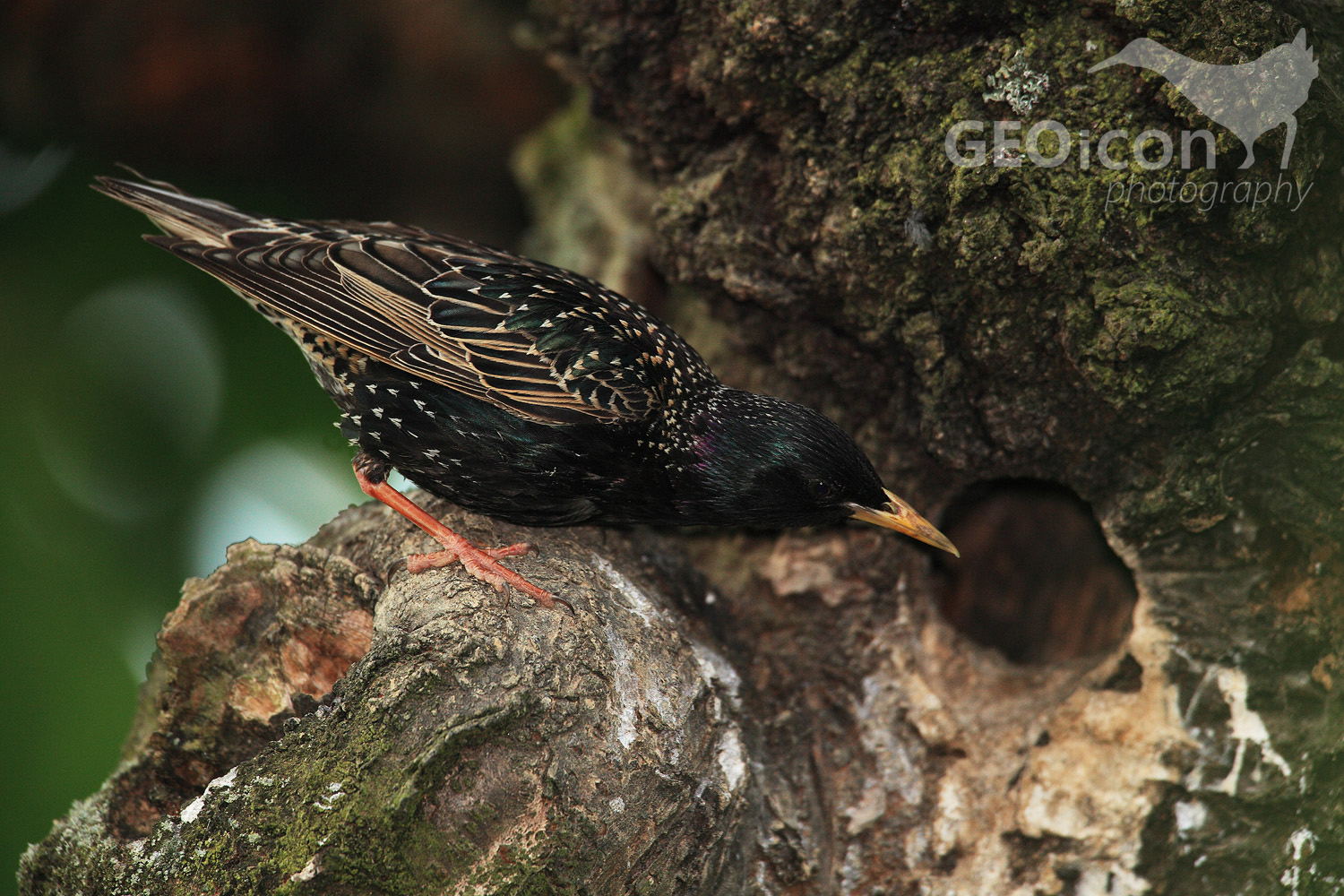 Starling / špaček obecný (Sturnus vulgaris)
