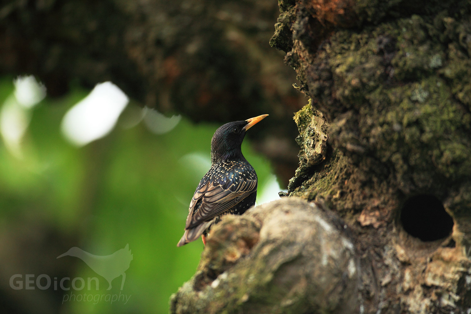Starling / špaček obecný (Sturnus vulgaris)