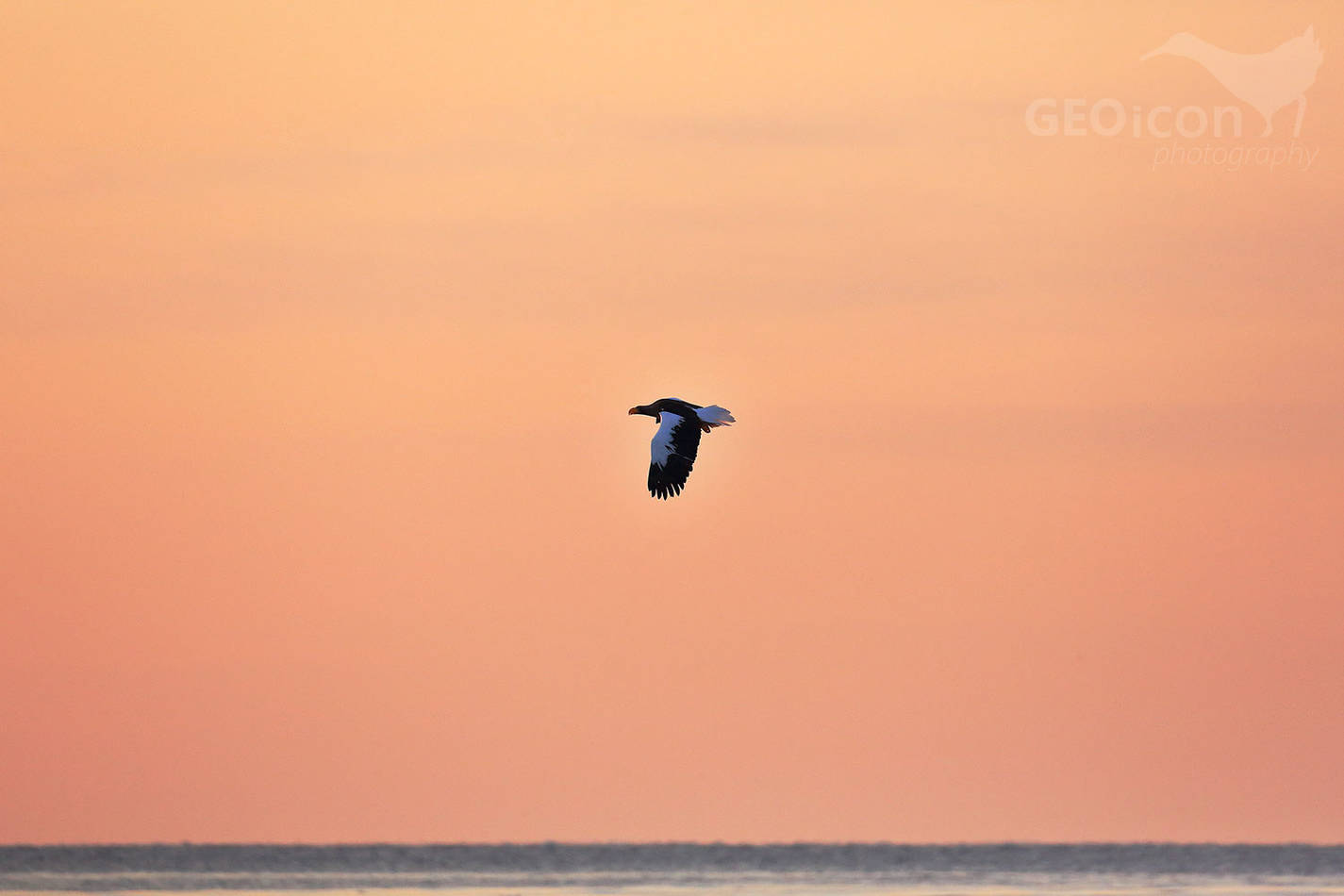 Steller´s Sea Eagle / orel východní (Halliaetus pelagicus)