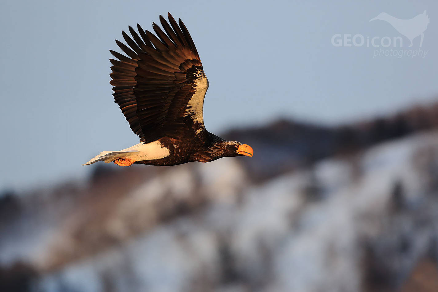 Steller´s Sea Eagle / orel východní (Halliaetus pelagicus)
