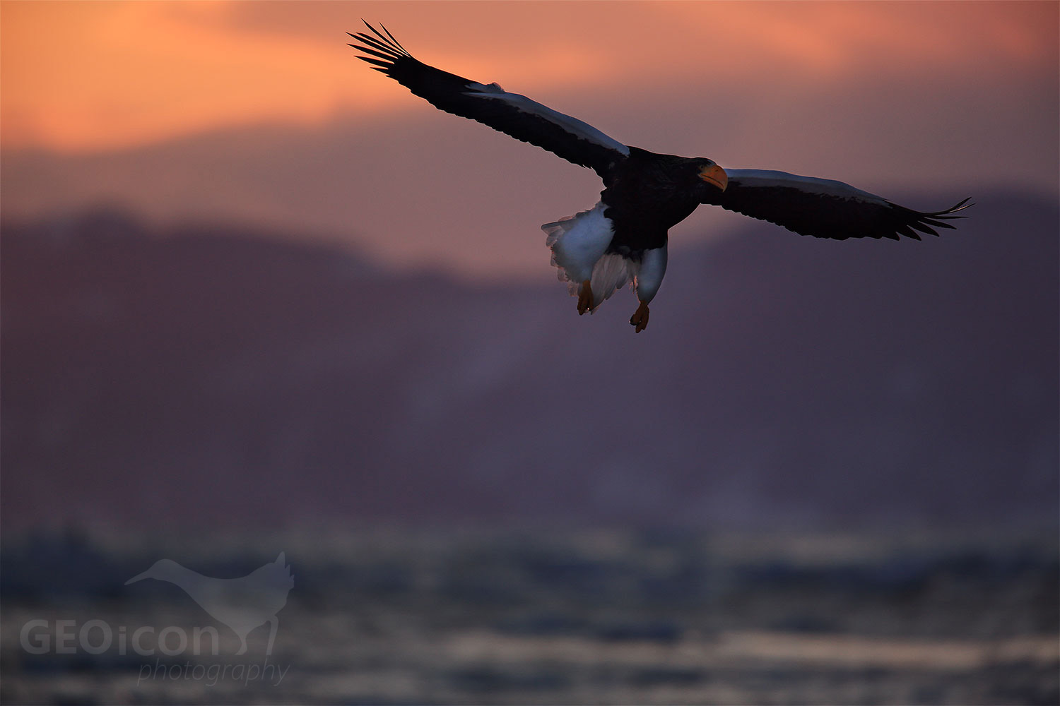 Steller´s Sea Eagle / orel východní (Halliaetus pelagicus)