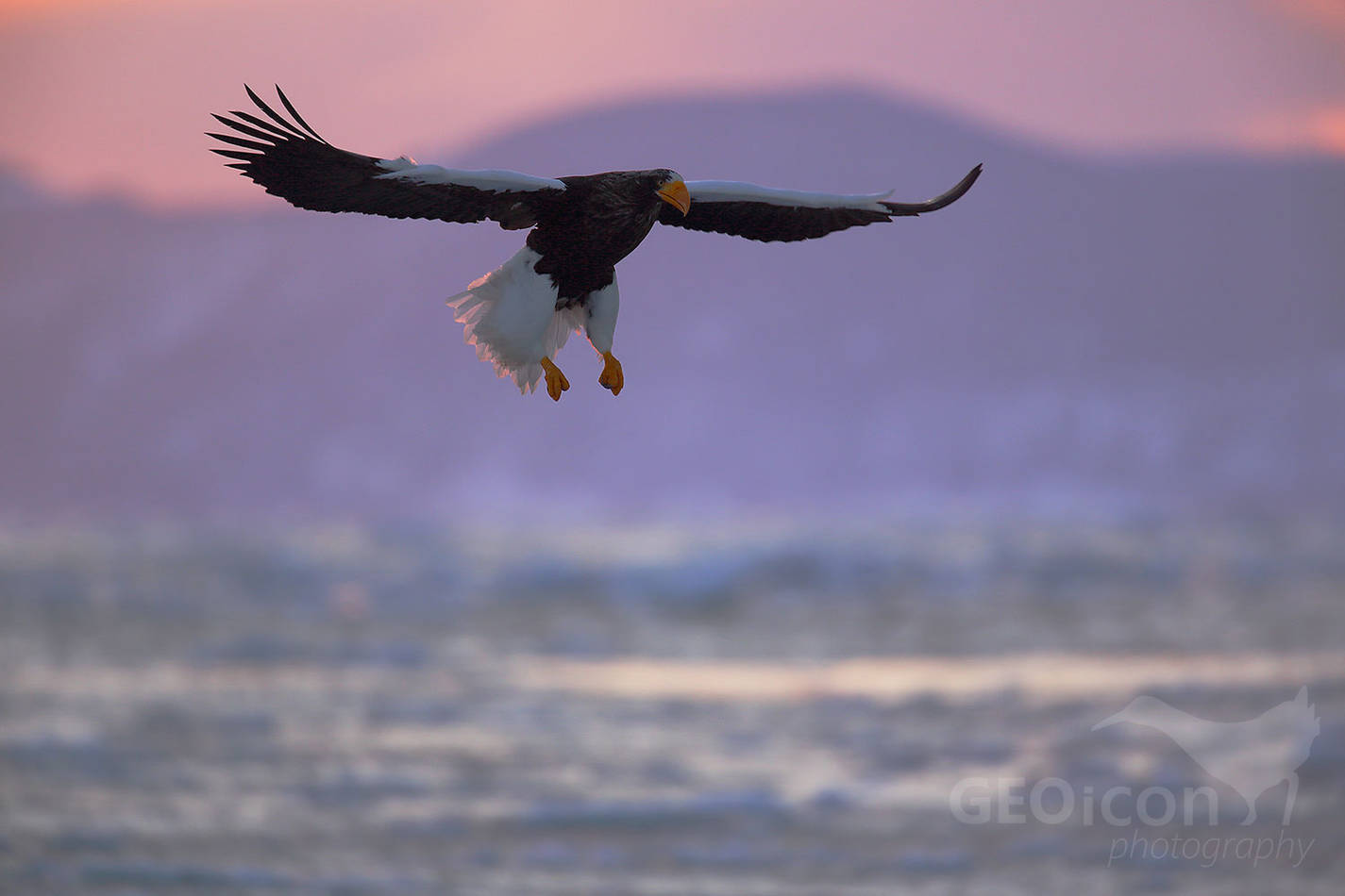 Steller´s Sea Eagle / orel východní (Halliaetus pelagicus)