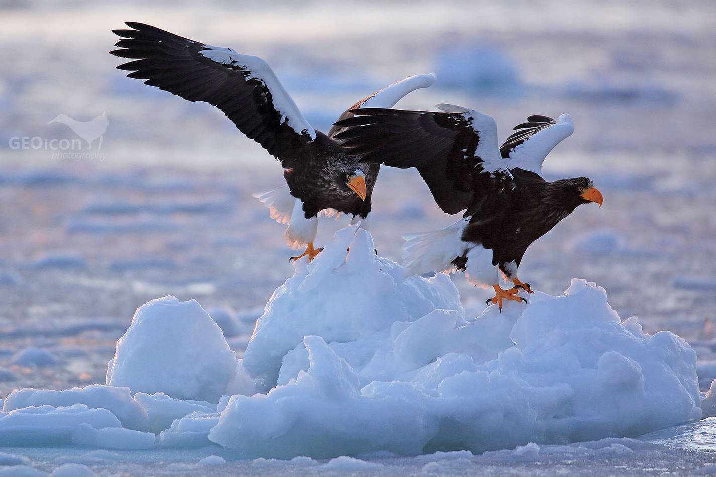 Steller´s Sea Eagle / orel východní (Halliaetus pelagicus)