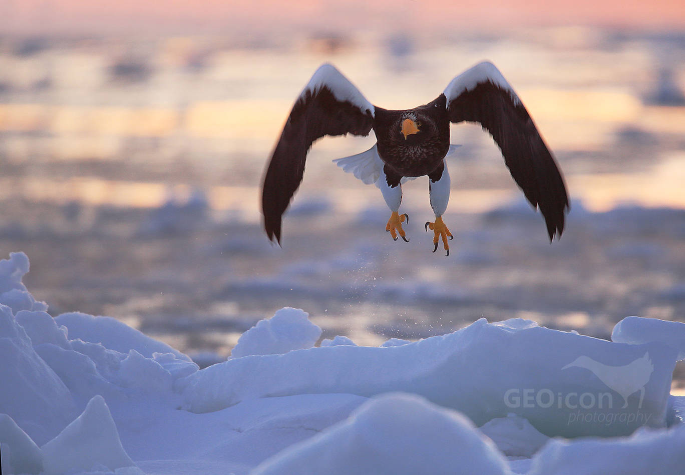 Steller´s Sea Eagle / orel východní (Halliaetus pelagicus)