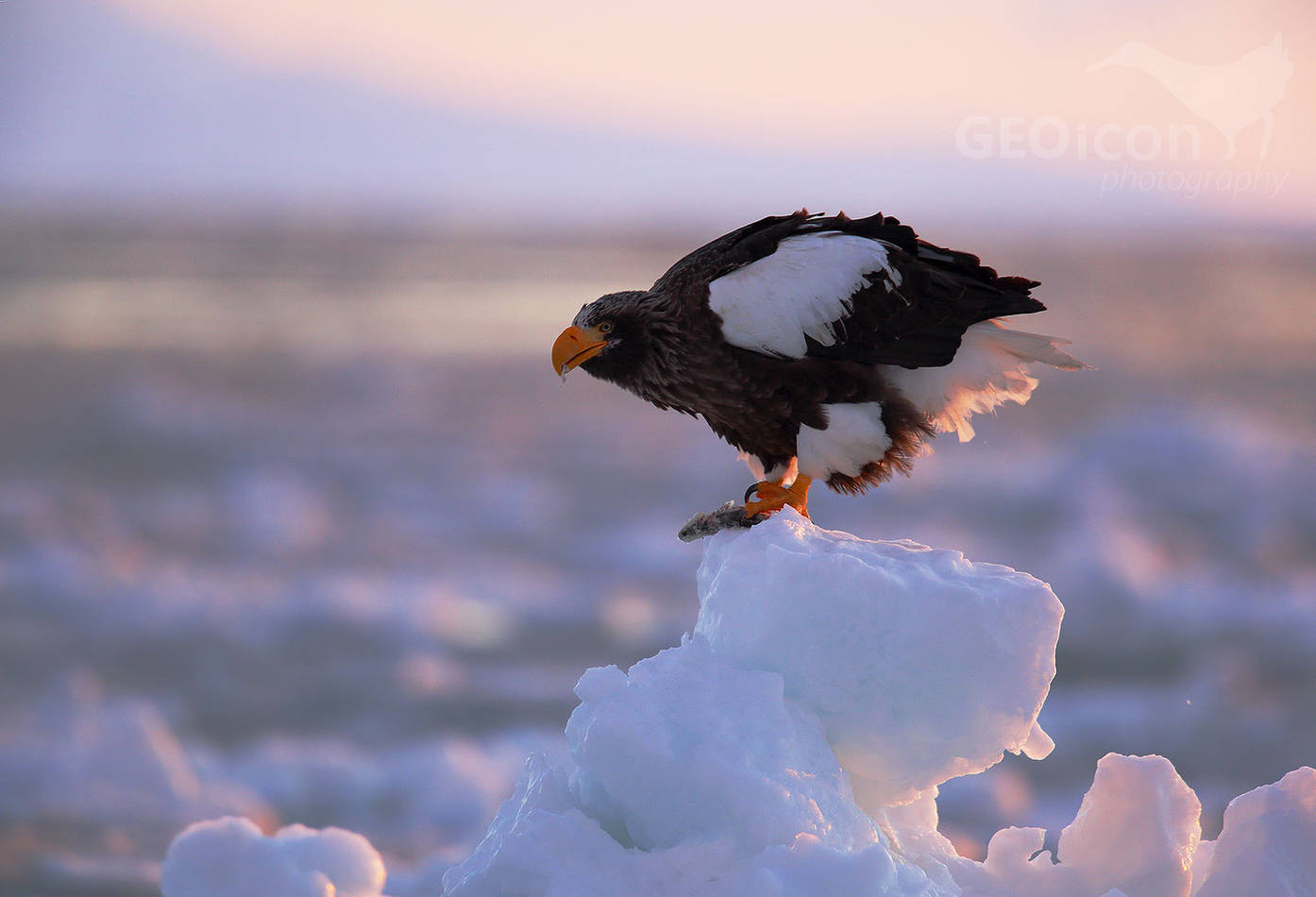 Steller´s Sea Eagle / orel východní (Halliaetus pelagicus)