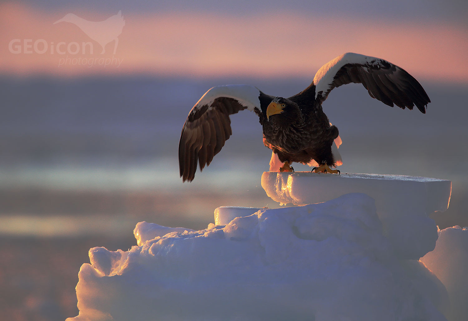 Steller´s Sea Eagle / orel východní (Halliaetus pelagicus)