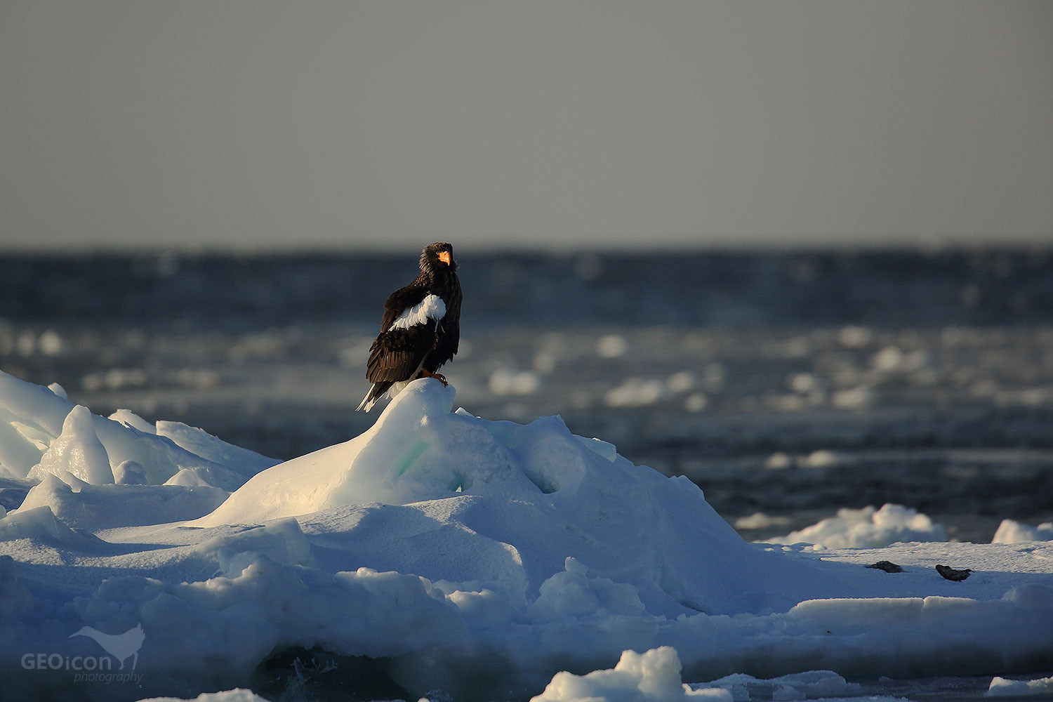 Steller´s Sea Eagle / orel východní (Halliaetus pelagicus)