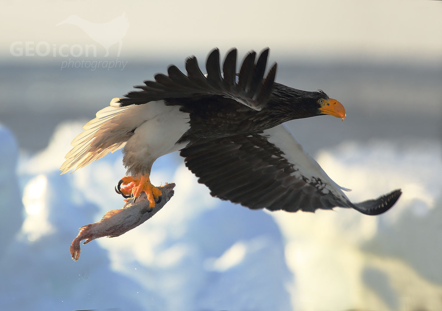 Steller´s Sea Eagle / orel východní (Halliaetus pelagicus)