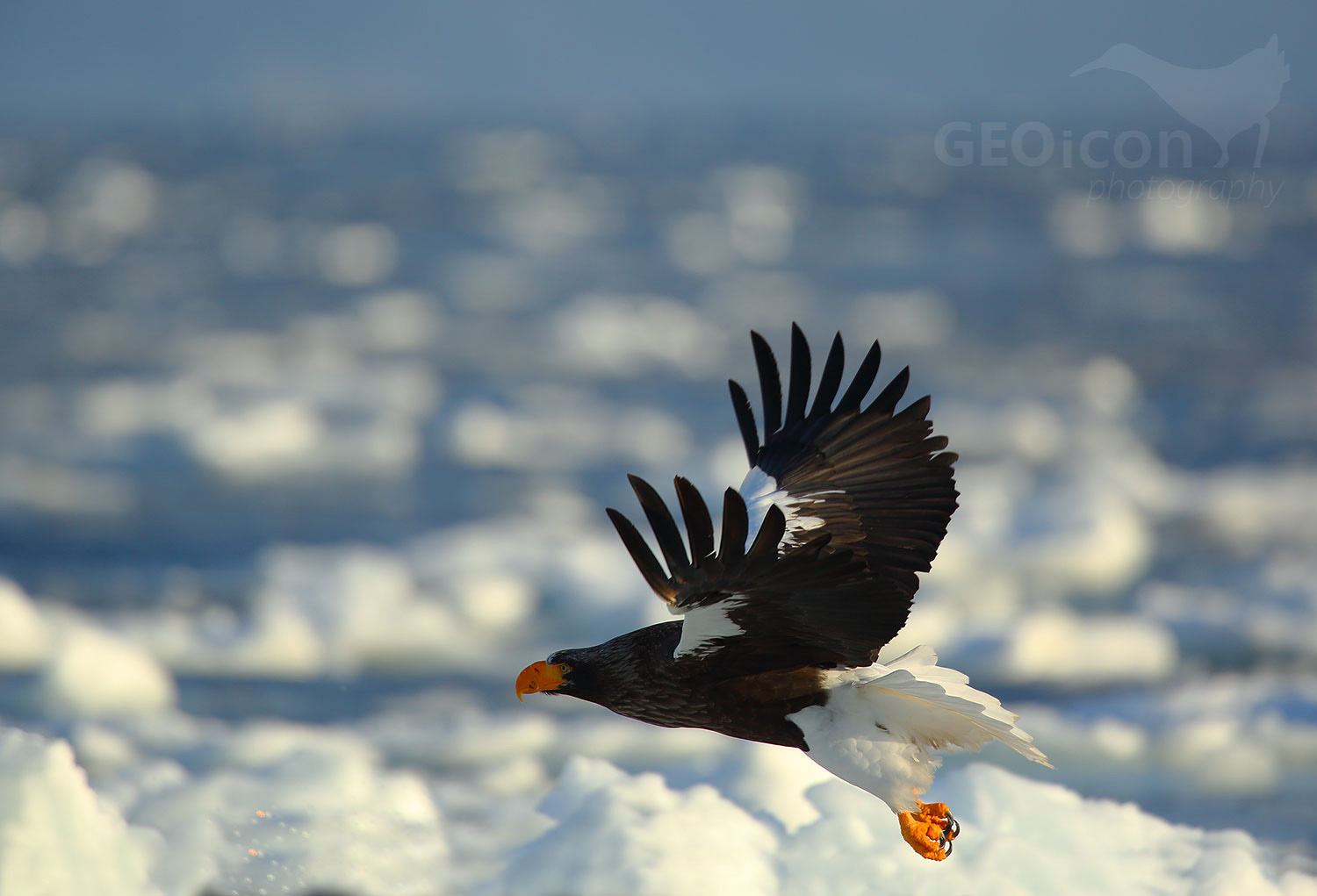 Steller´s Sea Eagle / orel východní (Halliaetus pelagicus)