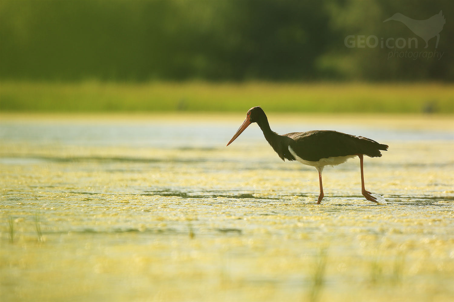 Black Stork / čáp černý (Ciconia nigra)