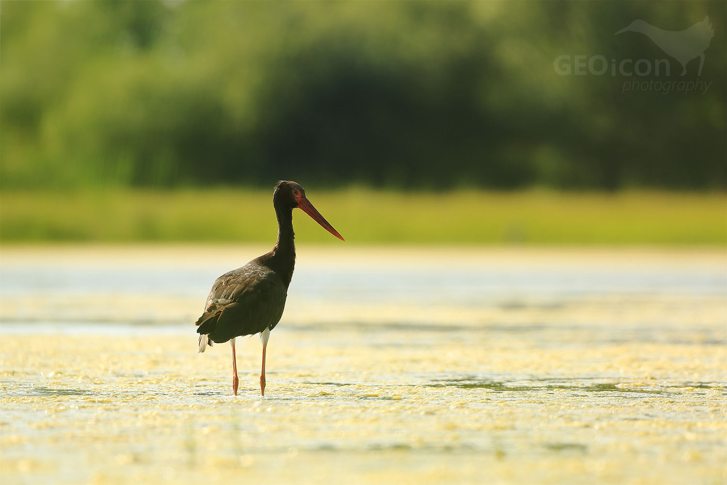 Black Stork / čáp černý (Ciconia nigra)