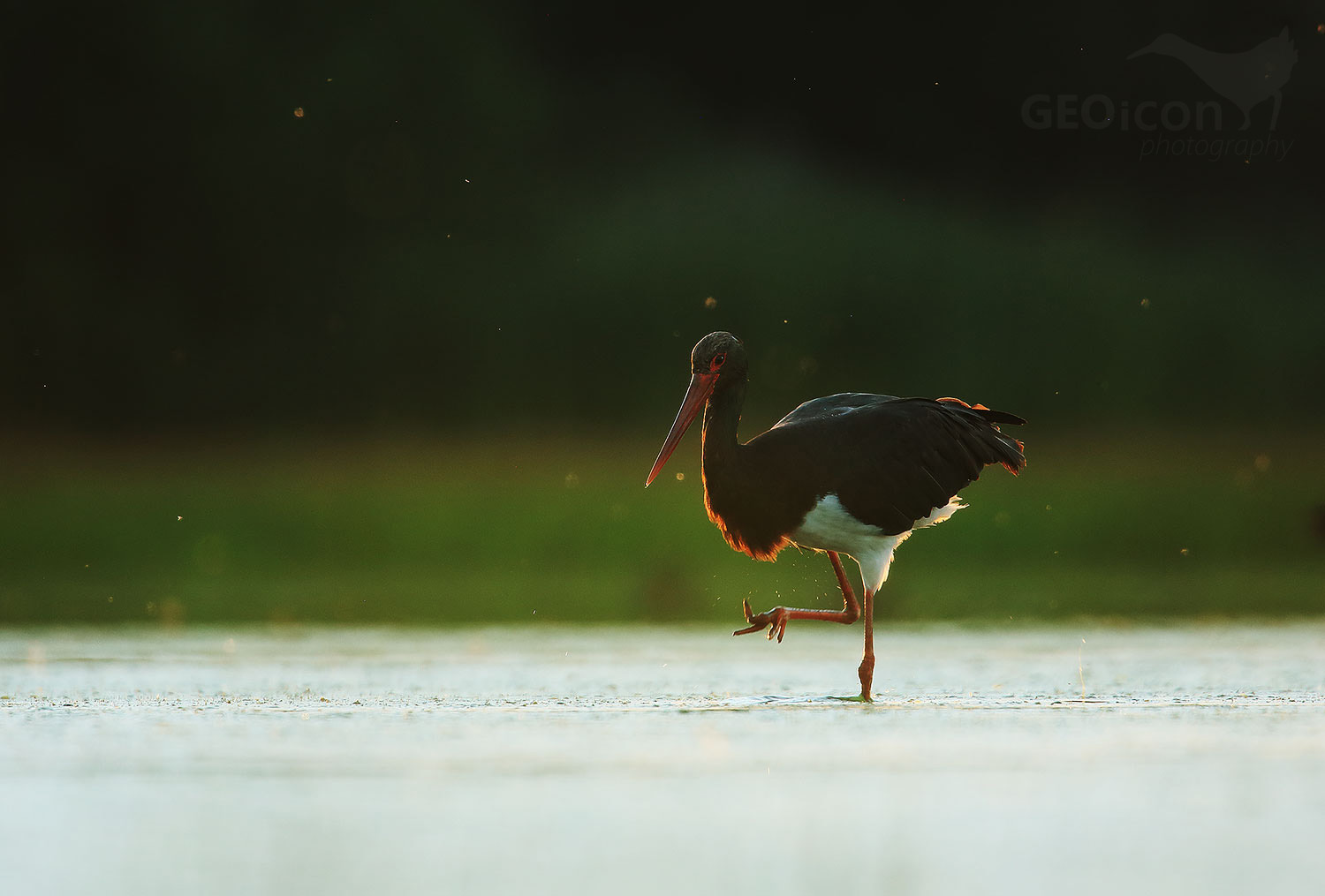 Black Stork / čáp černý (Ciconia nigra)