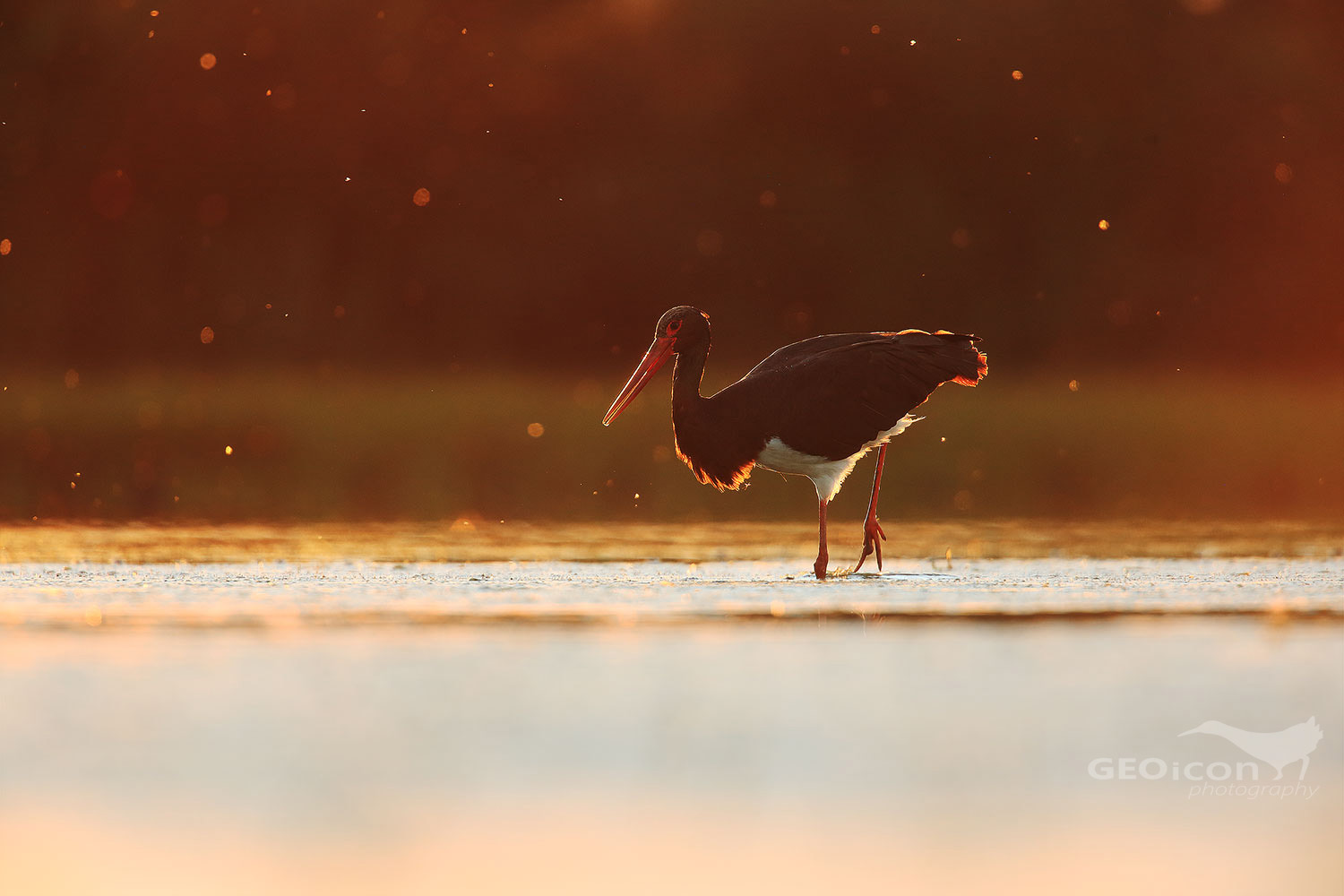 Black Stork / čáp černý (Ciconia nigra)