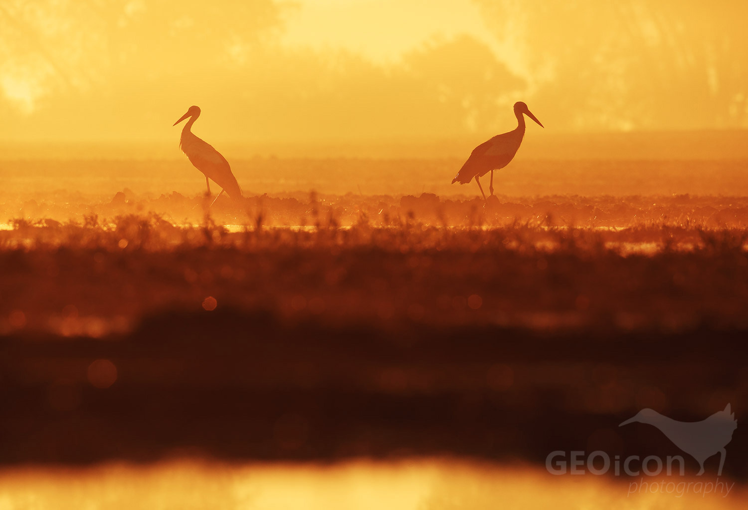 White Stork / čáp bílý (Ciconia ciconia)